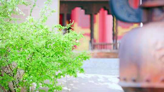 古寺庙门前的一堆绿植特写镜头
