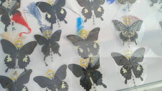 动物蝴蝶标本