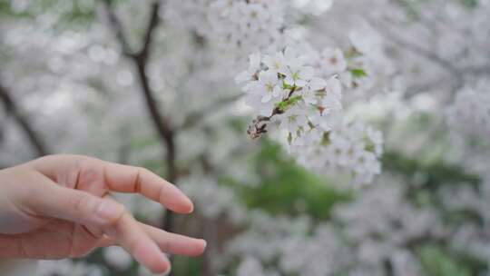 戏曲手法特写樱花园林春色