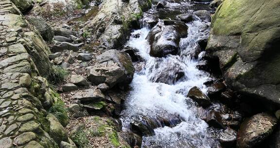 阳光溪流山涧密林原始生态风光