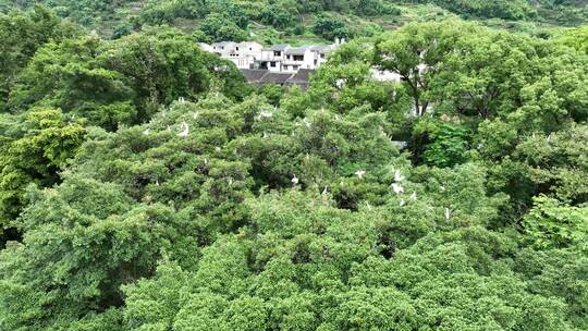 航拍福建宁德霍童古镇风光