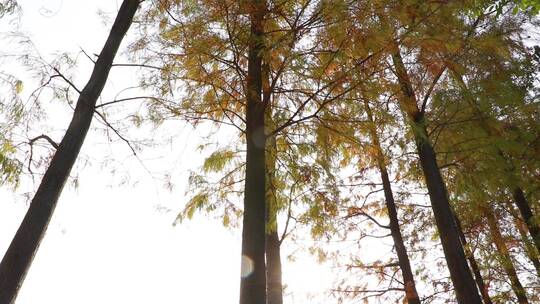 秋天的落羽杉视频素材模板下载