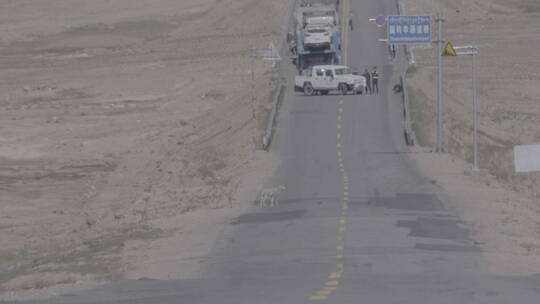 青海省可可西里藏羚羊迁徙横穿青藏公路02视频素材模板下载