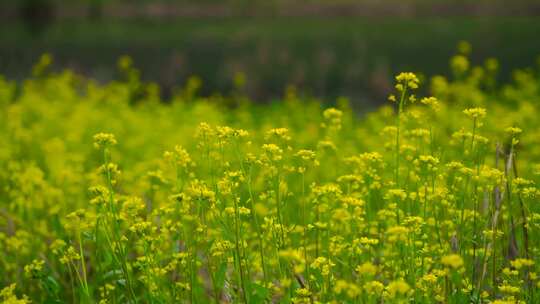 田野花草植物