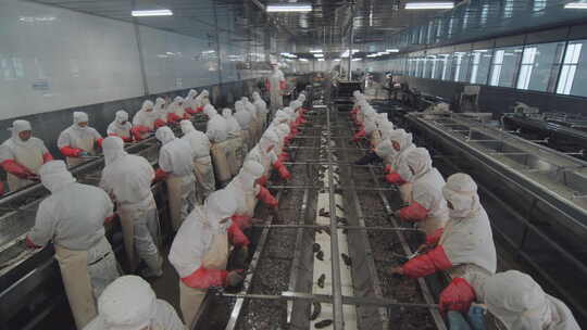 海参加工生产线工人在流水线上处理海鲜