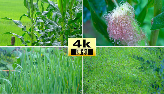 雨水下雨雨天水绿色植被空镜