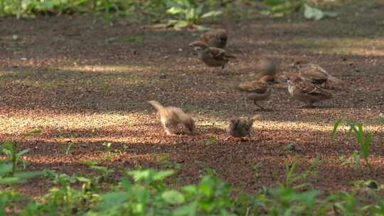 4K特写地上觅食的小鸟实拍视频