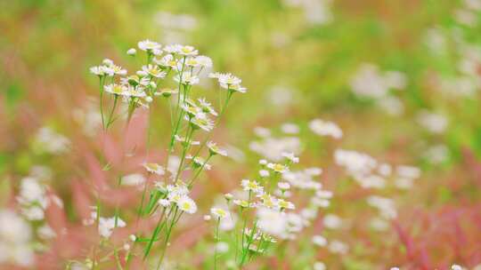 春天盛开的小白花空镜