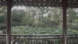 苏州园林 拙政园景观高清在线视频素材下载
