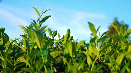 绿茶茶叶茶园茶树茶山农业茶春天采茶