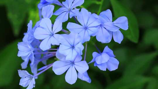 夏天盛开的蓝花丹蓝色小花实拍