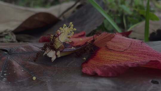 一群红蚁正在切割红色芙蓉落花花瓣