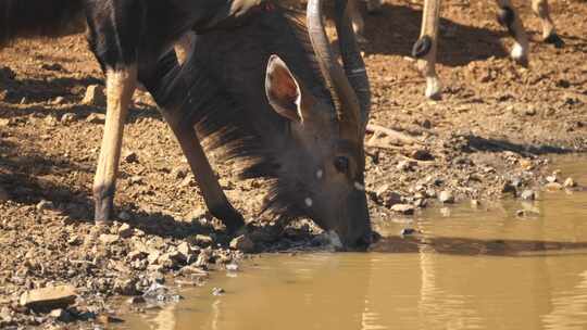 一只雄性尼亚拉从一个水坑啜饮，特写，侧写镜头。