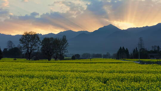 油菜花田 高黎贡山 日出朝霞 光芒万丈