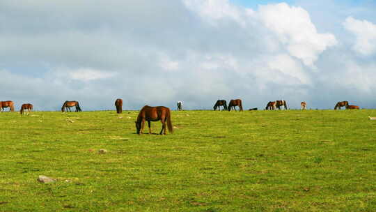 克什克腾旗达达线草原上的马吃草