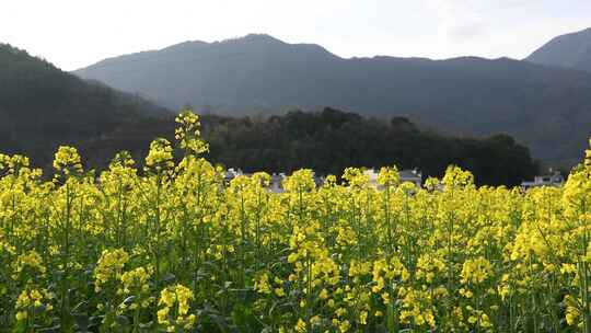 油菜花