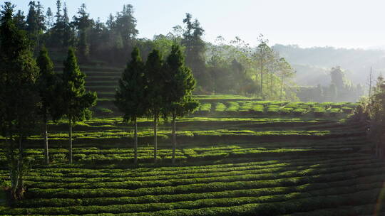 朝阳下云雾缭绕的茶地视频素材模板下载