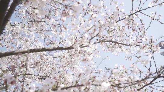 樱花花瓣飘落樱花爱情春天日本樱花