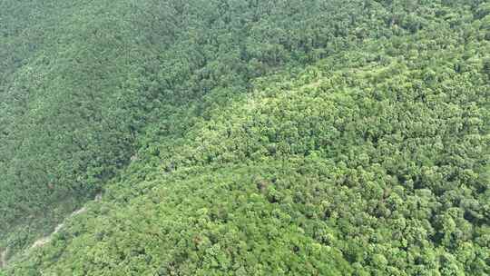 山林航拍森林山峰树林原始森林生态自然环境