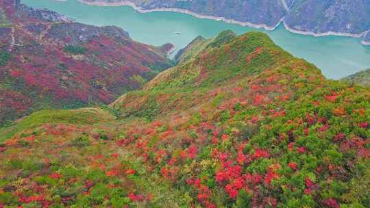 三峡红叶