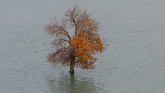 航拍秋天新疆葫芦岛水中的胡杨树