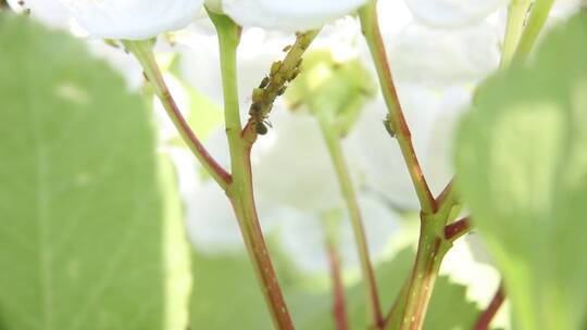 蚂蚁与蚜虫共生系列之放牧蚜虫吸食蚜虫蜜汁