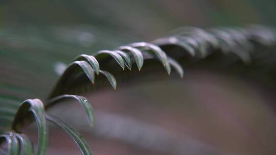 慢镜头大自然雨滴空镜-绿色植物-意境禅意