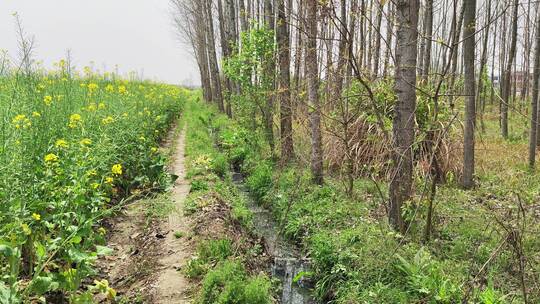 农村风景实拍