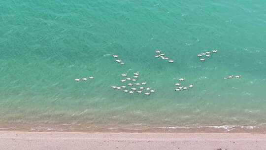 青海湖天鹅