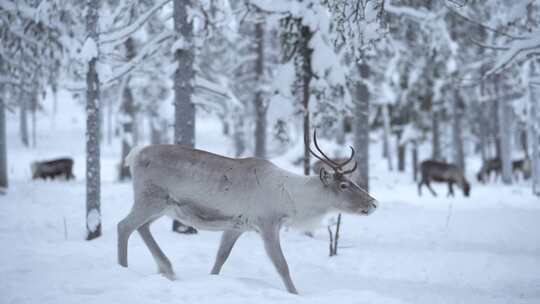 驯鹿，雪，森林，角