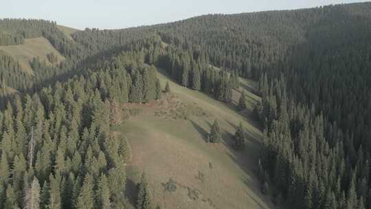 新疆  松林 山地 牛羊 草原 山区