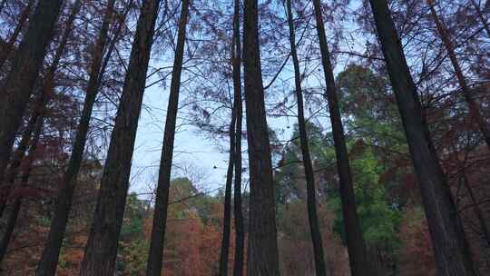 广州番禺大夫山森林公园落羽杉红叶秋景视频素材模板下载