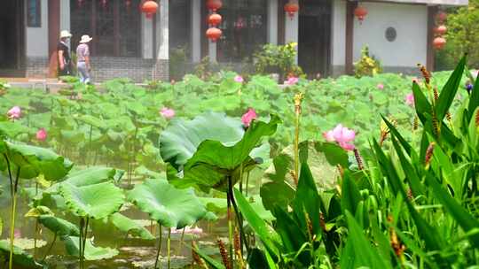 惠州西湖丰渚园荷花17