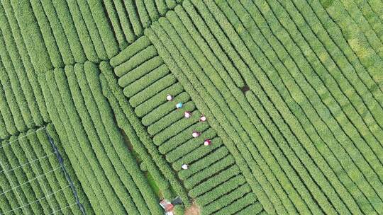 茶叶茶园采茶茶场茶