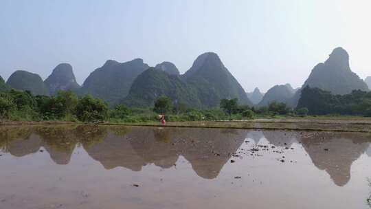 农民在水田中弯腰插秧的场景