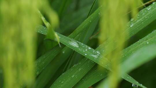 禾苗绿叶上的晶莹水珠特写