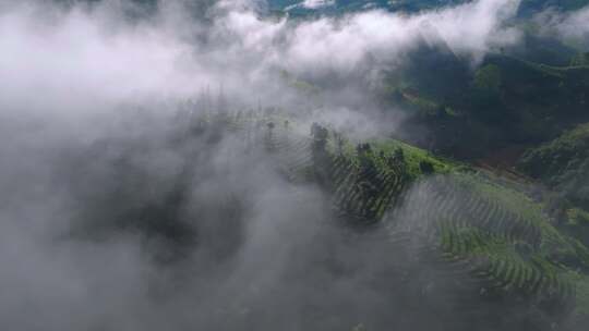 雨雾缭绕的茶山