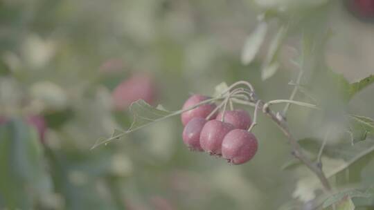 成熟的山楂山里红LOG