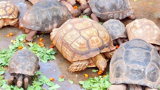 一大群老乌龟在森林公园吃东西聚餐