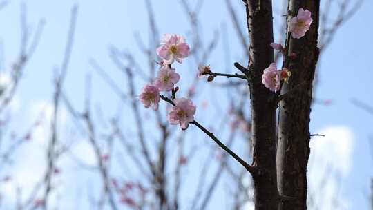 梅园、梅花