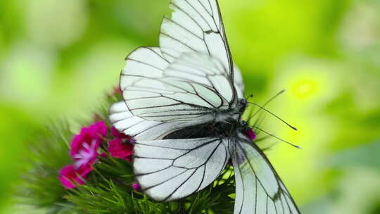蝴蝶活动美丽的蝴蝶