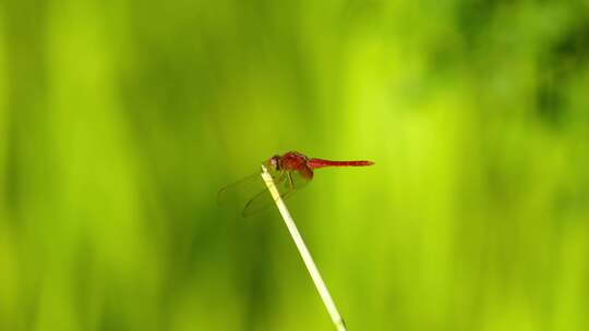 红蜻蜓 蜻蜓