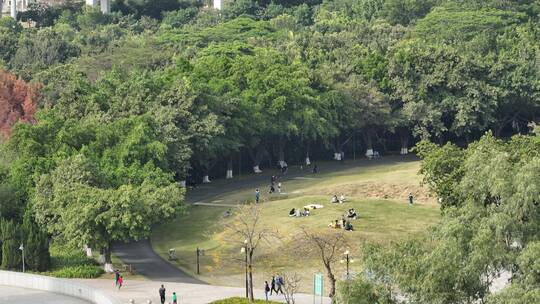 红花岭公园落羽杉 龙岗人民革命烈士纪念碑