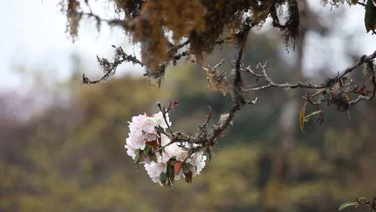 高山杜鹃花8