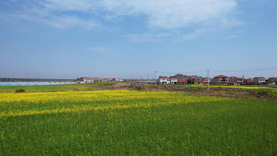 航拍乡村春天农业农田油菜花海