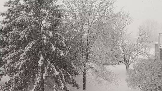 大自然冬天下雪的树林树木 匆匆走过的行人