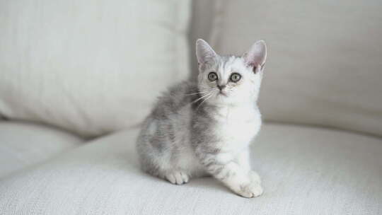 短发小猫在沙发上玩