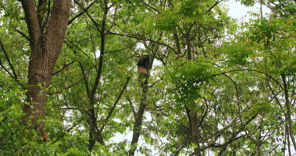树上的国宝大熊猫