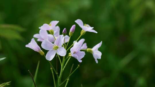 特写盛开的小紫花