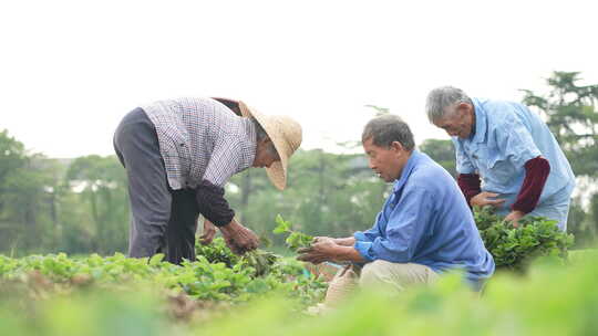 农民田间劳动种植蔬菜蔬菜大棚里的蔬菜草莓